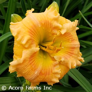 HEMEROCALLIS ORANGE SMOOTHIE