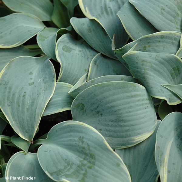 HOSTA FROSTED DIMPLES