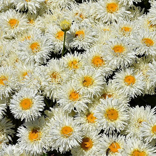 LEUCANTHEMUM COCONUT