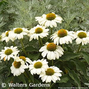 ECHINACEA THE PRICE IS WHITE