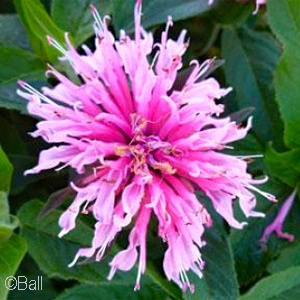 MONARDA BALMY PINK