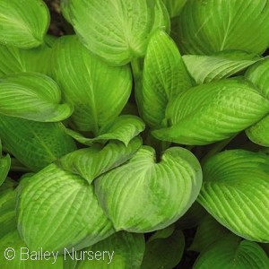 HOSTA GOLD STANDARD