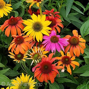 ECHINACEA CHEYENNE SPIRIT