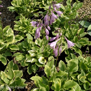 HOSTA GOLDEN TIARA