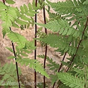 ATHYRIUM FEL LADY IN RED