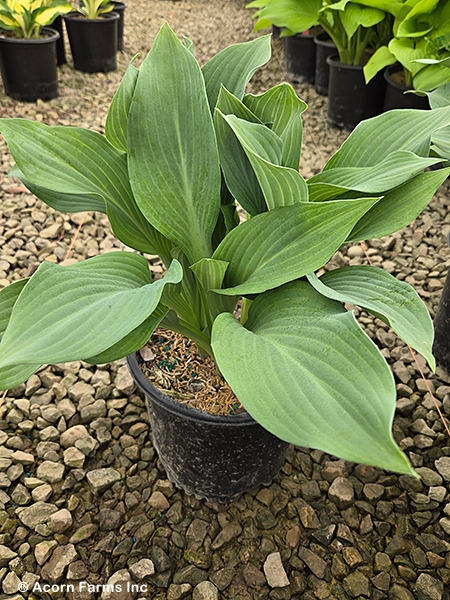 HOSTA KROSSA REGAL