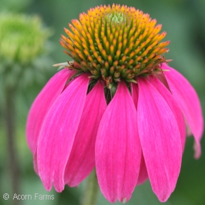 ECHINACEA KIMS KNEE HIGH