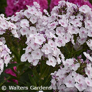 PHLOX PAN PARTY GIRL