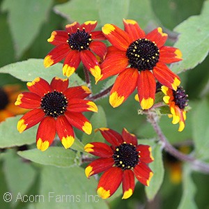 RUDBECKIA TRI PRAIRIE GLOW