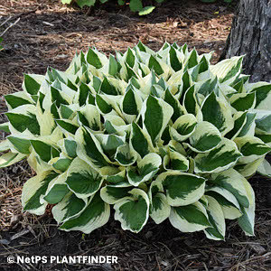 HOSTA PATRIOT