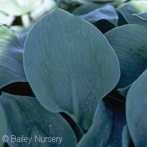 HOSTA ELEGANS