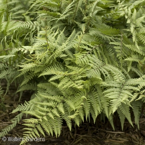 ATHYRIUM GHOST