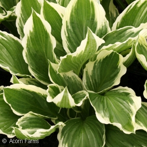 HOSTA ALBO-MARGINATA