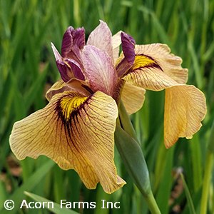 IRIS PSEUDATA YARAI