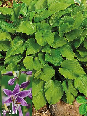 HOSTA