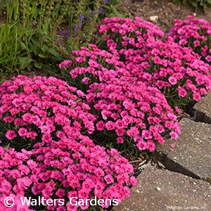 DIANTHUS PAINT THE TOWN FANCY