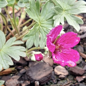 GERANIUM CIN THUMPING HEART
