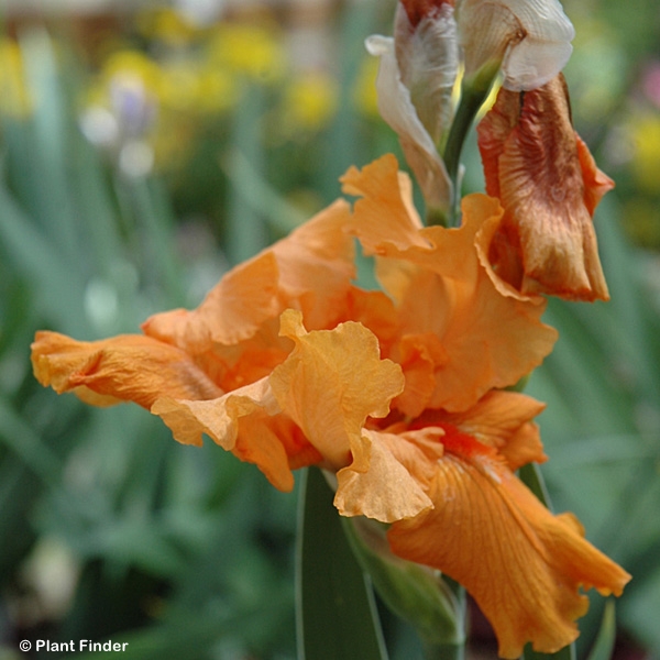IRIS GER FIREBREATHER