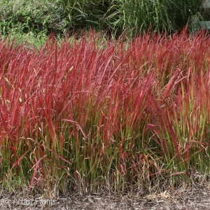 IMPERATA CYL RUBRA RED BARON