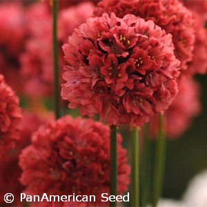 ARMERIA BALLERINA RED