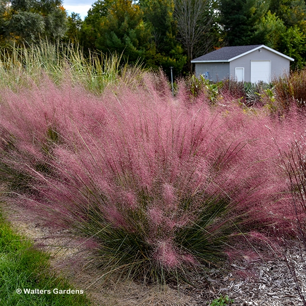 MUHLENBERGIA CANDY FLOSS