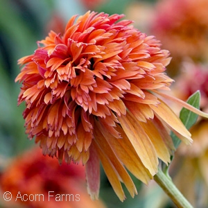 ECHINACEA MARMALADE