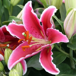 LILIUM ORI SUNNY MARTINIQUE