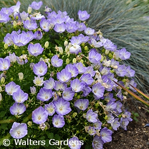 CAMPANULA CAR DELFT TEACUPS