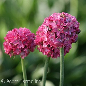 ARMERIA DREAM WEAVER