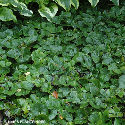 ASARUM CANADENSE