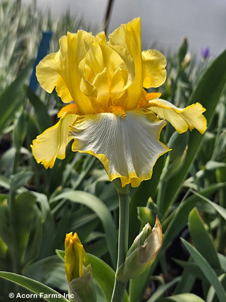 IRIS GER FRINGE OF GOLD