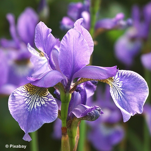 IRIS ASSORTED COLORS