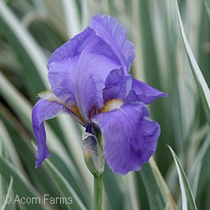 IRIS PALLIDA VARIEGATA