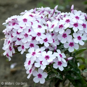 PHLOX PAN WHITE EYE FLAME