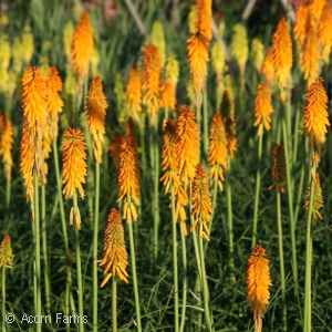 KNIPHOFIA MANGO POPSICLE