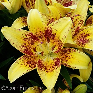 LILIUM ASI TINY NUGGET