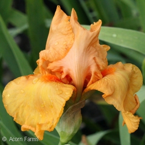 IRIS GER SAVANNAH SUNSET