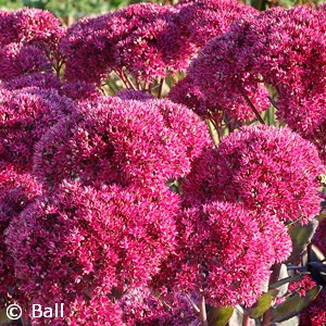 SEDUM THUNDERHEAD