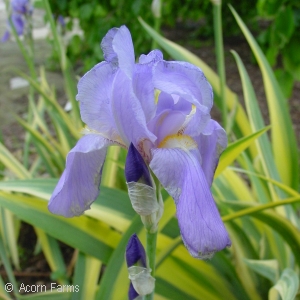 IRIS PALLIDA AUREA VARIEGATA