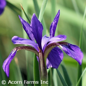 IRIS SIB CAESARS BROTHER