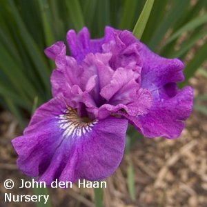 IRIS SIB ROSY BOWS