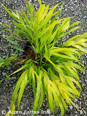 HAKONECHLOA MAC SUNFLARE