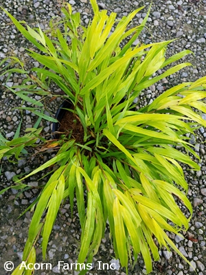 HAKONECHLOA MAC SUNFLARE