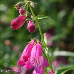 PENSTEMON DIG RED ROCKS