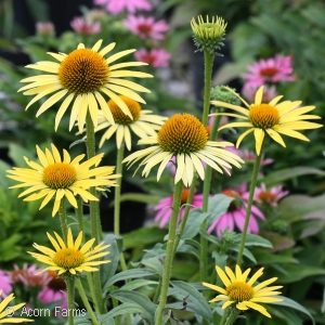 Echinacea Butterfly Series