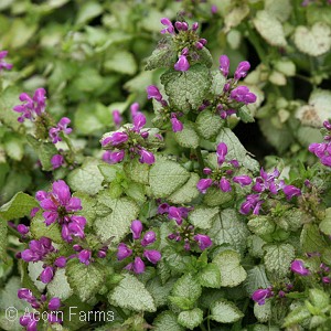 LAMIUM MAC BEACON SILVER