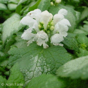 LAMIUM MAC WHITE NANCY