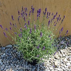 LAVANDULA ANG HIDCOTE