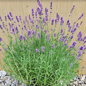 LAVANDULA ANG MUNSTEAD