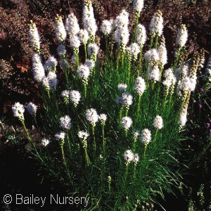 LIATRIS FLORISTAN